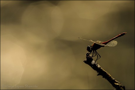 Vážka rudá-samec