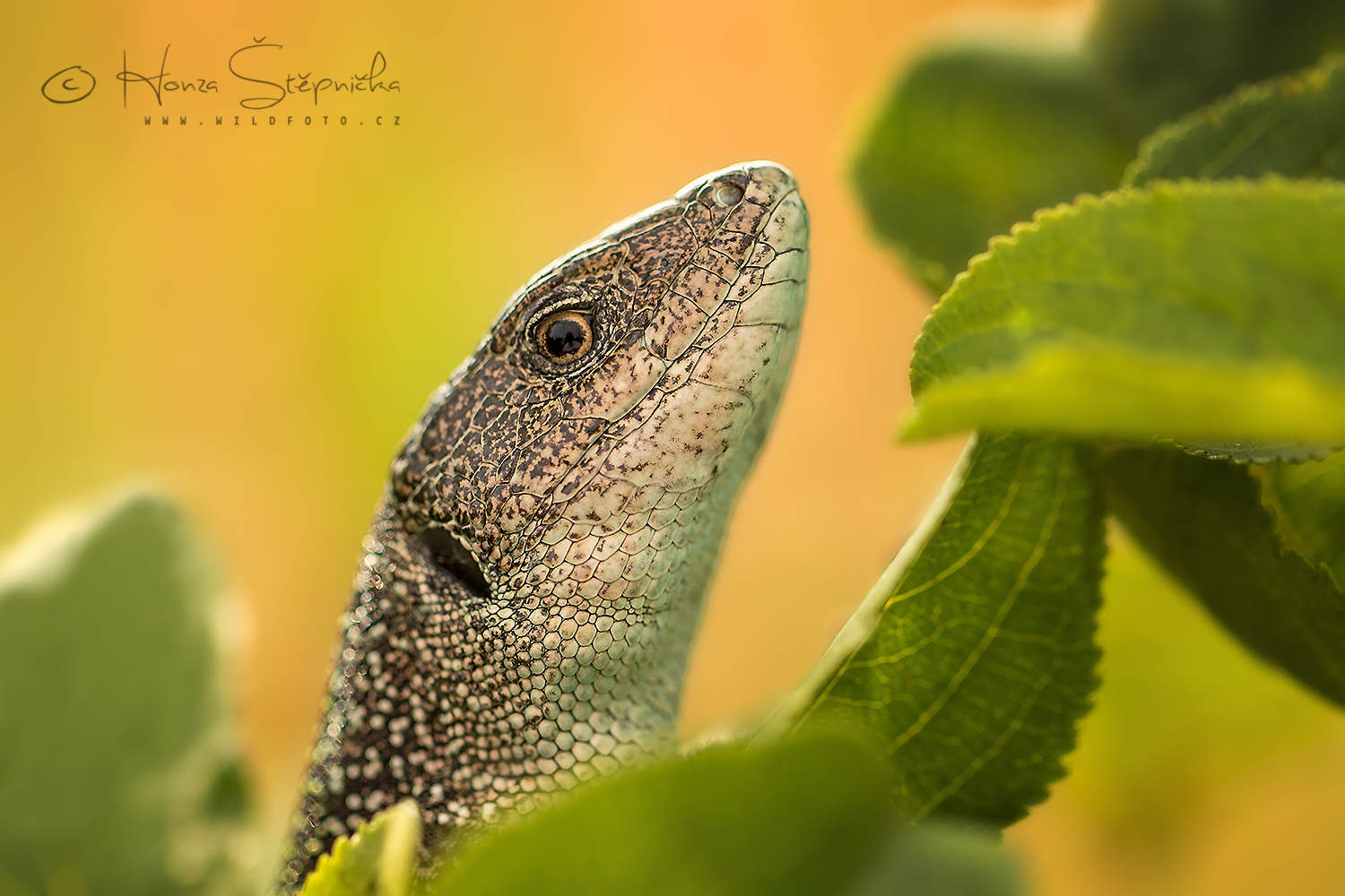 IMG_2068wf