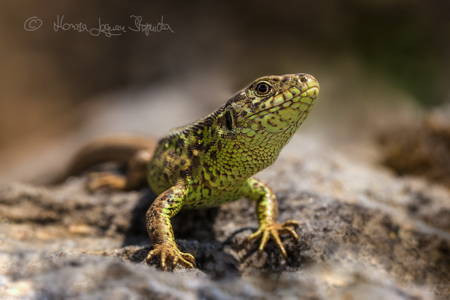 IMG_2072wf