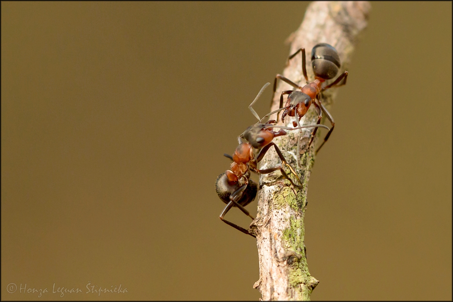 Mravenec lesní (1)