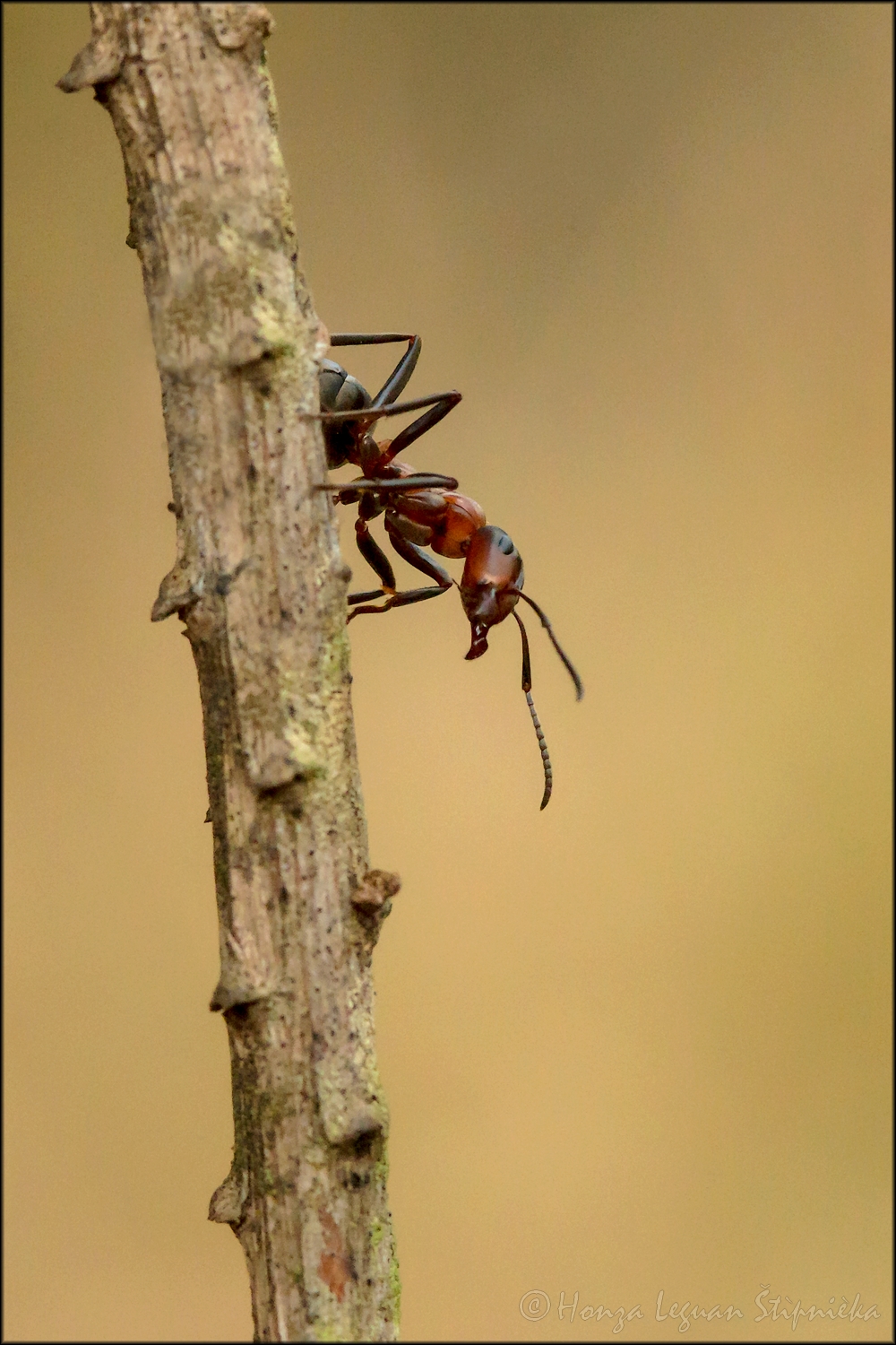 _Mravenec lesní (2)